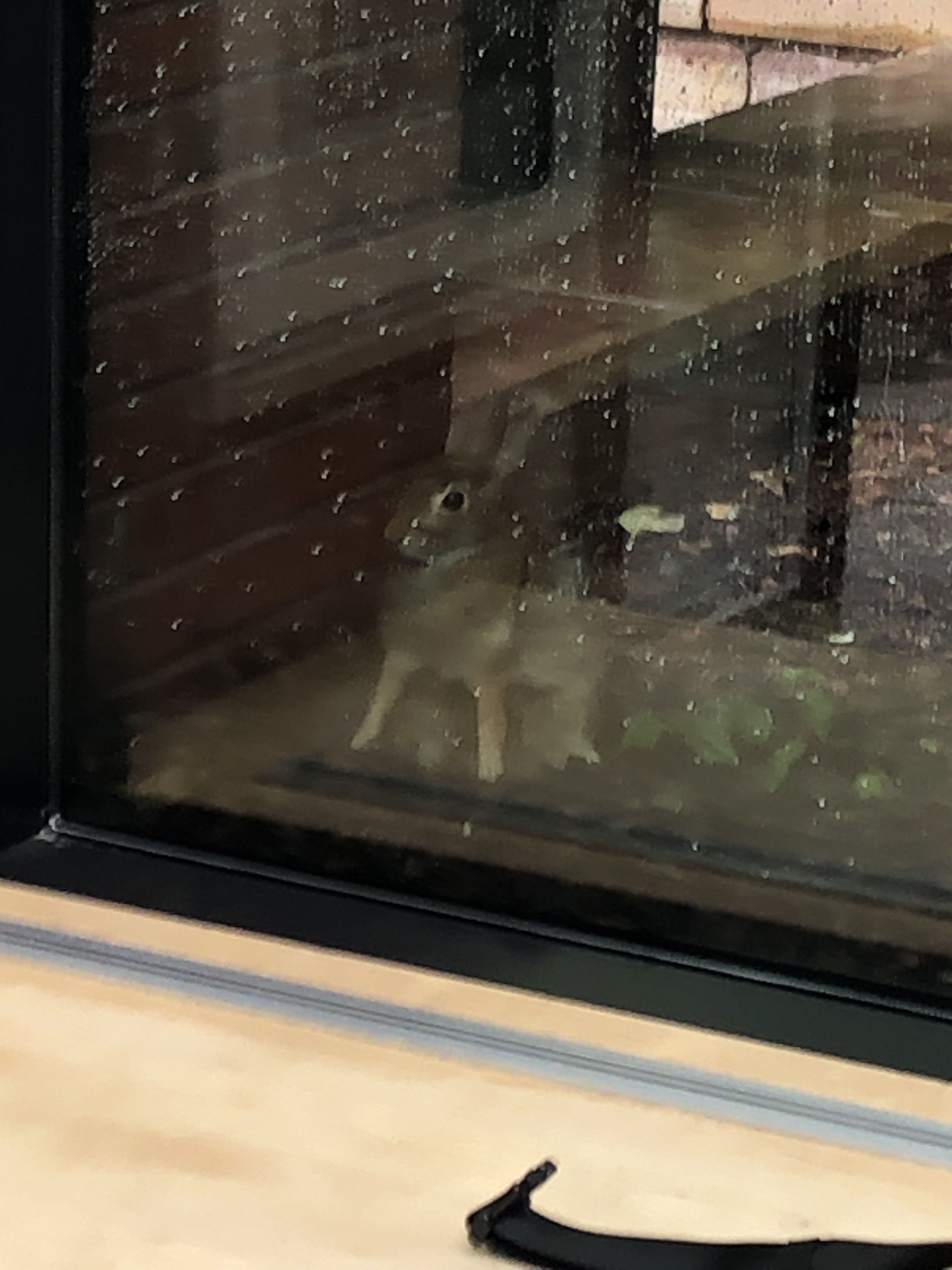 Rabbit being looked at through a window.